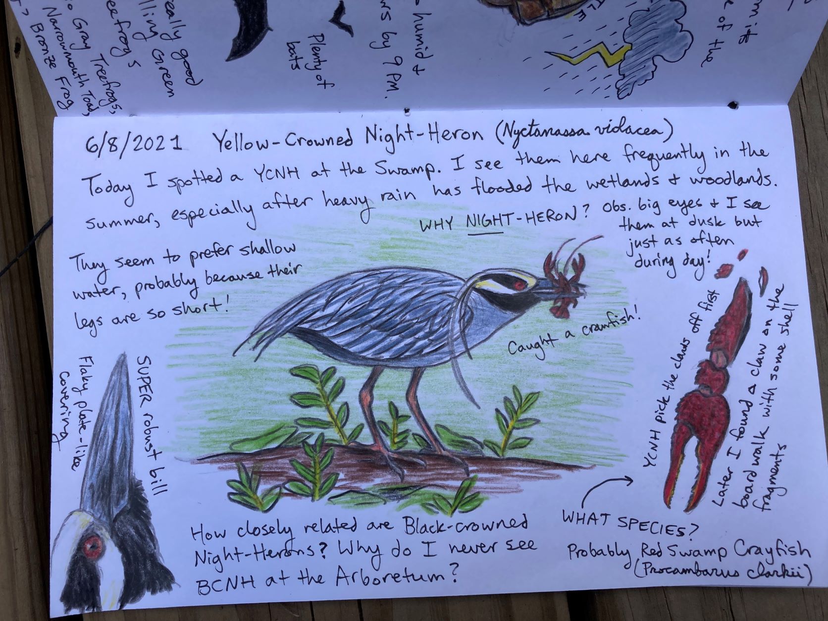 Nature Journal with drawings and notes about Yellow-crowned Night-Herons
