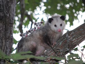 Opossum family in tree