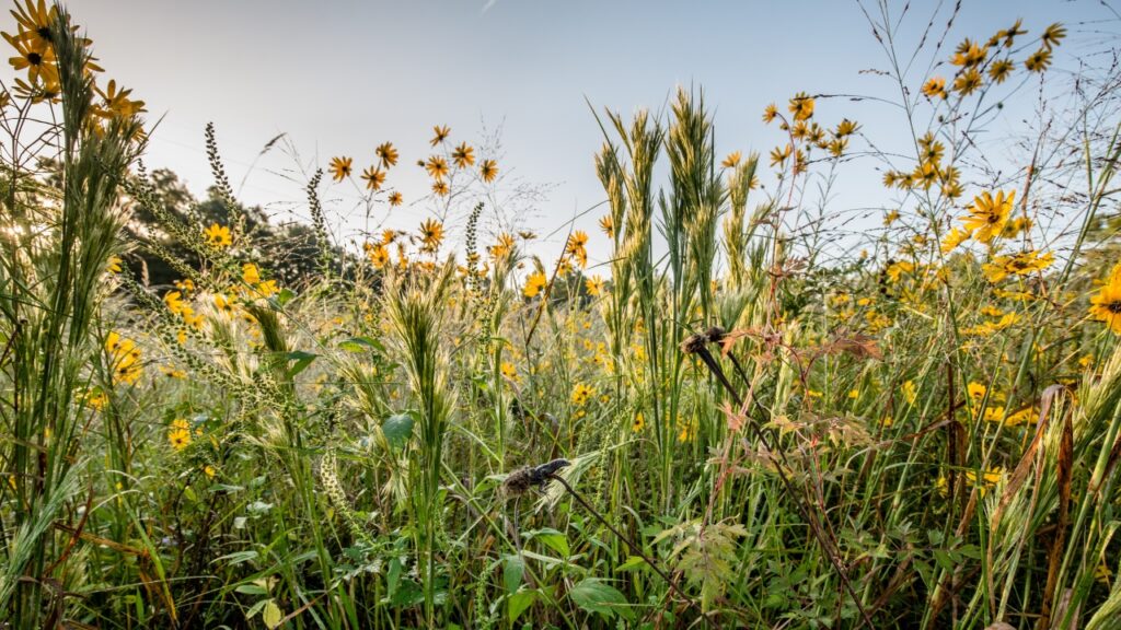Meadow Native Plants Houston Arboretum & Nature Center